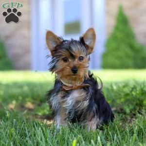 Connor, Yorkie Puppy
